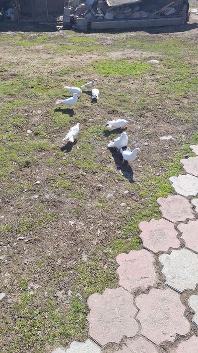 Продам голубей бакинцы