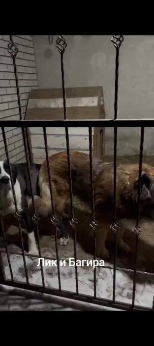 Легендарные щенки 3 кратного Чемпиона