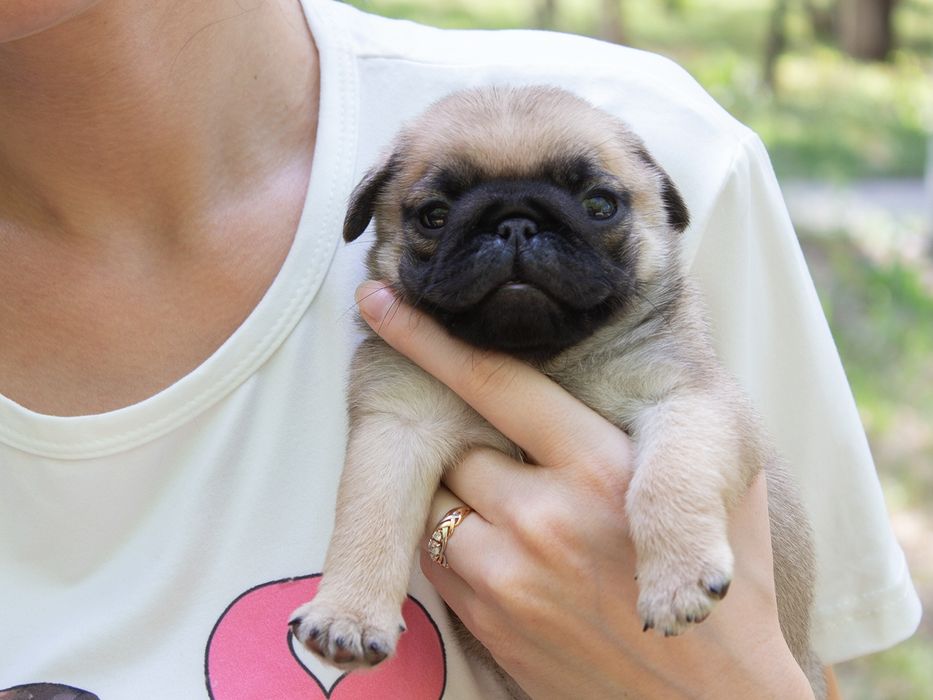 Резерв на щеночков мопса