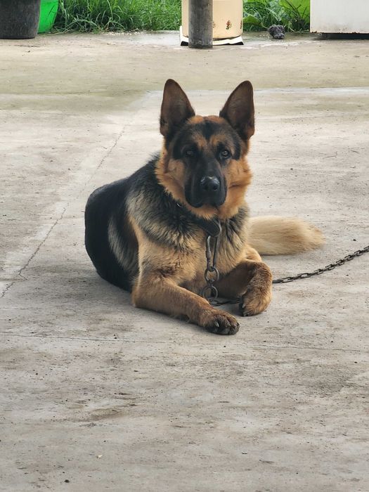 Вязка, Кобель, Немец овчарка, чепрачный окрас, Vyazka, kabelni ulash