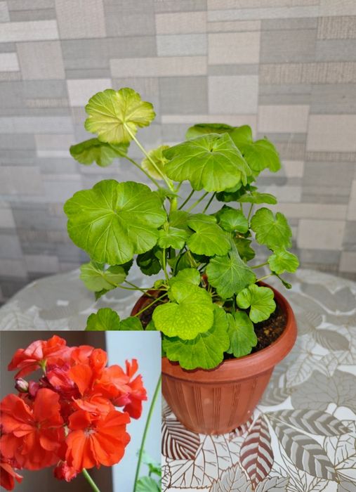 Разные комнатные цветы