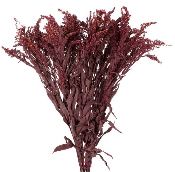 Solidago Stabilizat - Burgundy/Galben – Decor natural și elegant