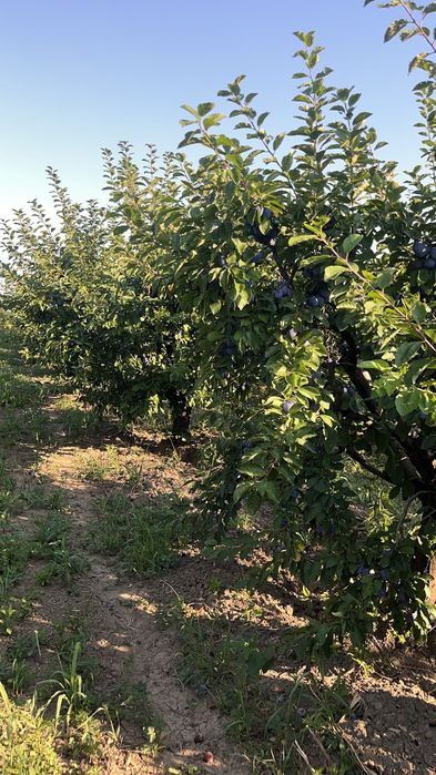 Prune foarte coapte și gustoase ideale pt pălincă, gem, compot …. !!!