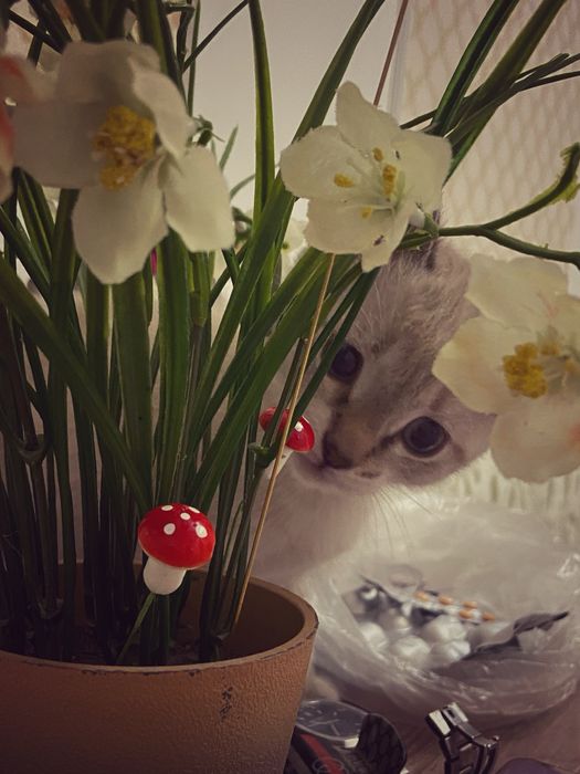 котенок 2 месяца