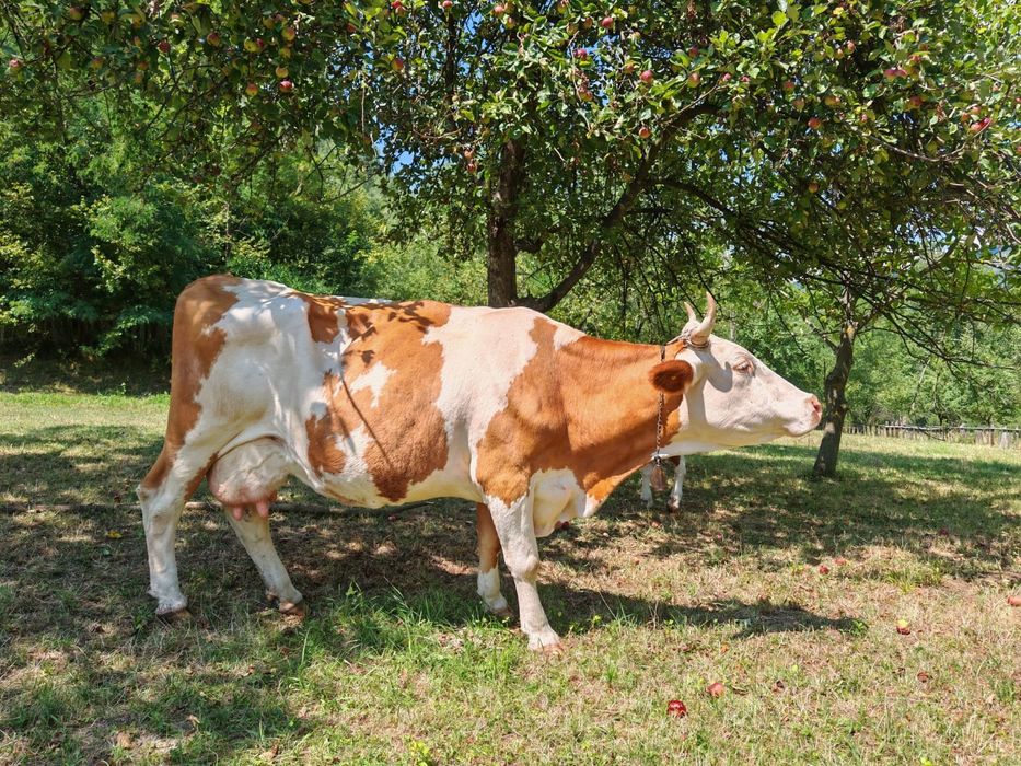 Vând vaca cu vitea bălțată romaneasca