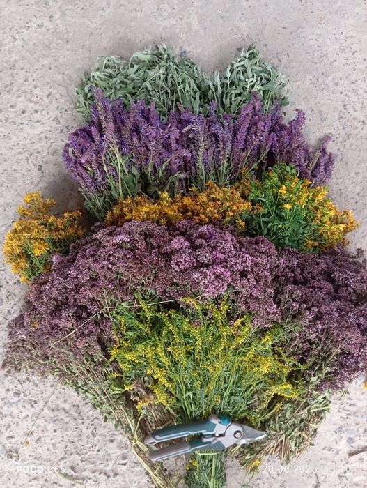 Травы   для бань