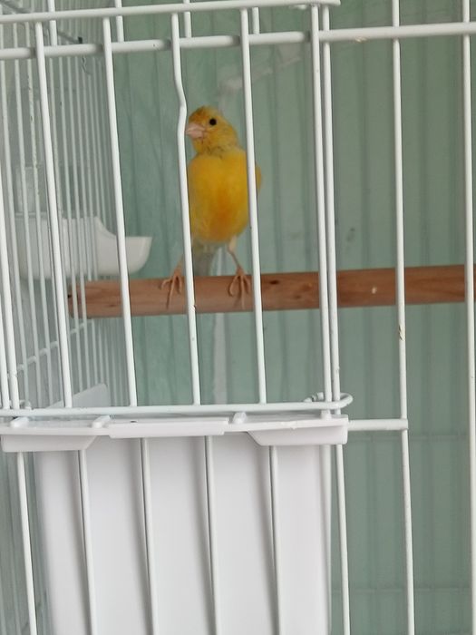 Певчий кенар жёлтого цвета