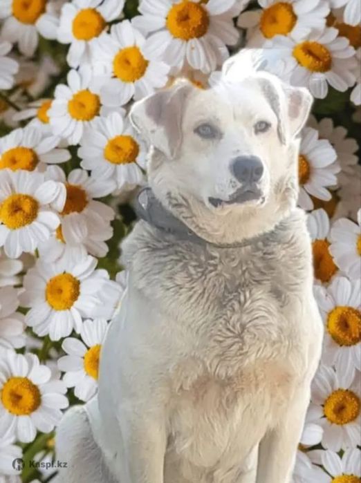 Пристраивается собачка