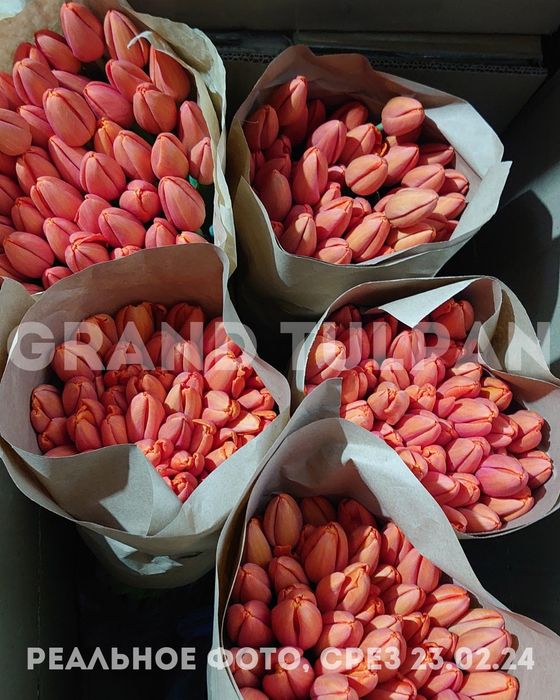 Тюльпаны по ОПТОВОЙ цене(в пачках)