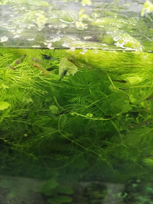 Роголистник аквариумное растения