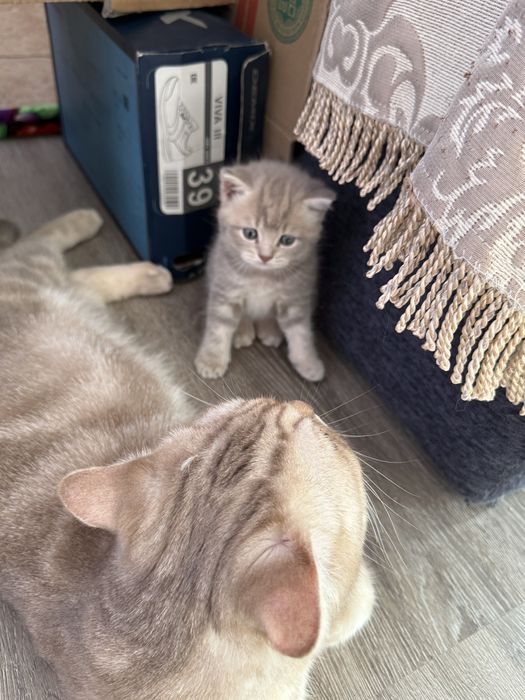 Котенок мальчик чистый британец