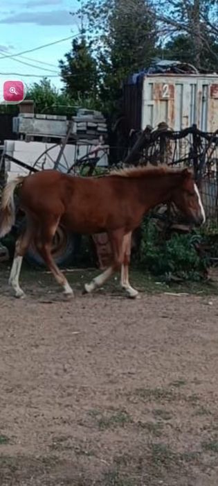 Продам кобылу с жеребёнком