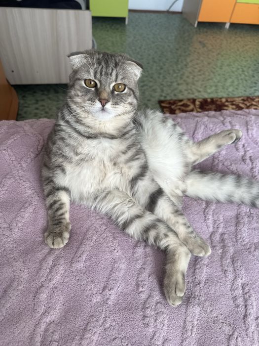 Отдам в хорошие руки