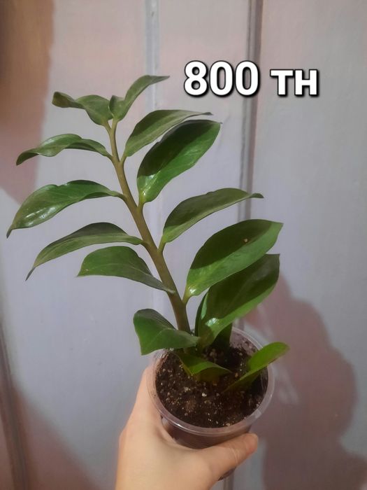 Продам комнатные цветы