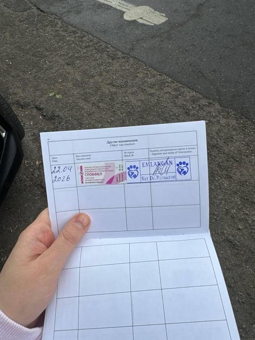 Котенок (4 месяца) СРОЧНО