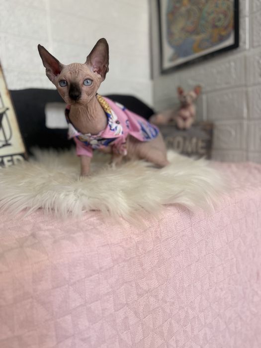 Baietel Sphynx teste si peidgree
