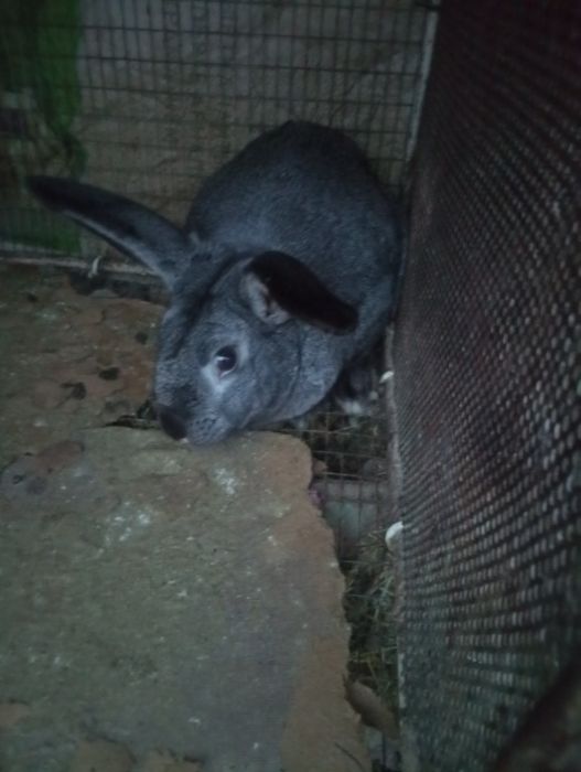 Қойан қойан қойан