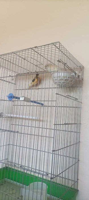 Канарейки продаются