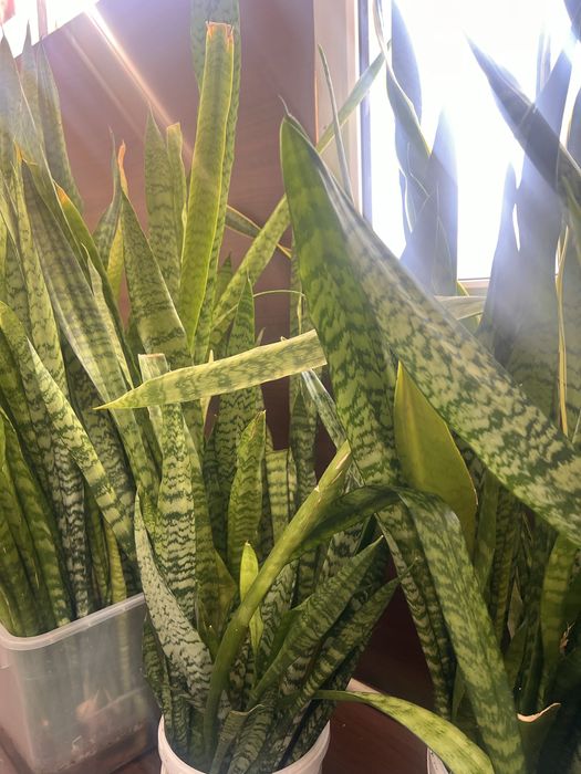 Продам отростки сансесверии.