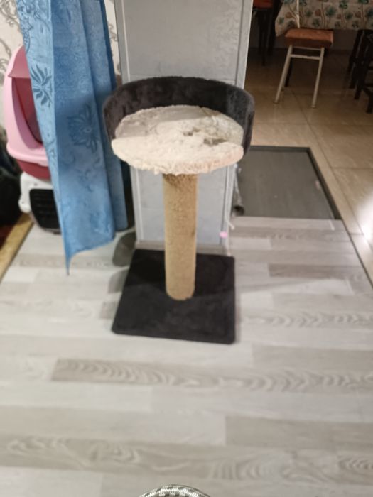 Продам кокте точку кашачую.