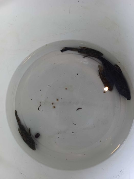 В продаже вуалевые сомы анцытрусы