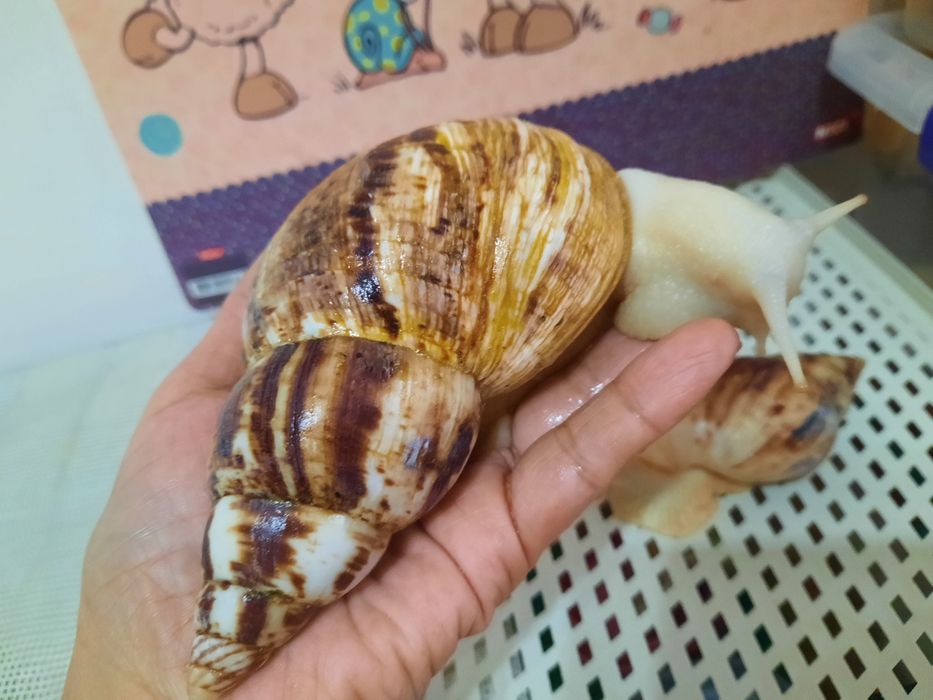 Продажа улитята Ахатины