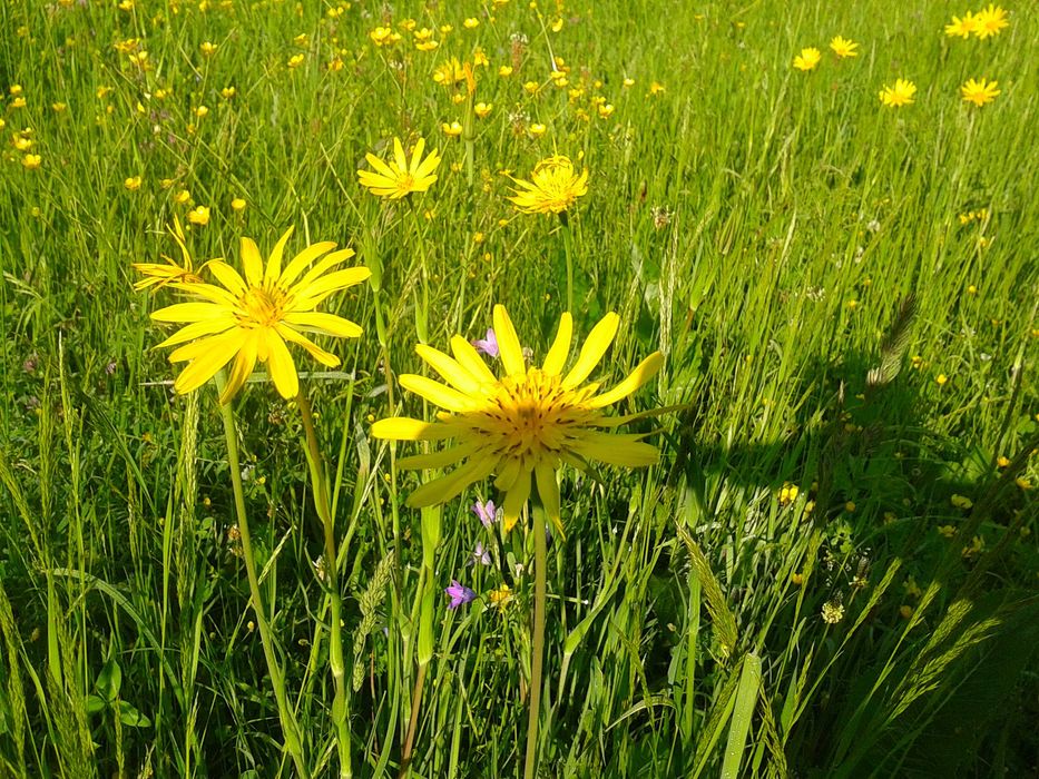 Fan si otava, sat Margau, Cluj