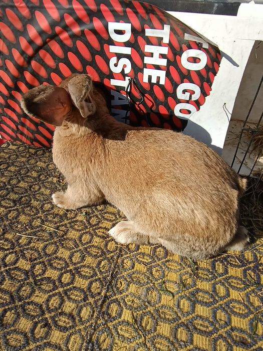 Iepure urăsc german