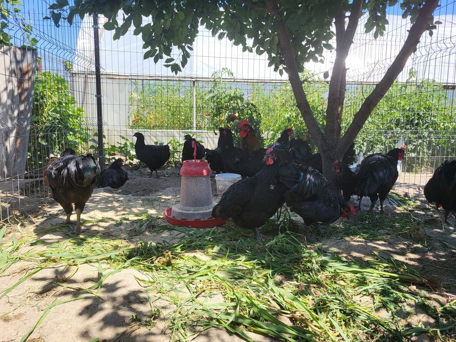 Vand Cocosi Australorp Negru