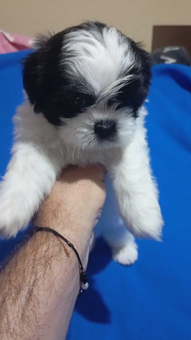 Baiat alb negru rasa shih tzu