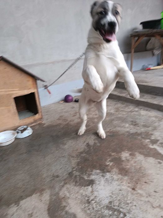 Turkman zotli olaboy