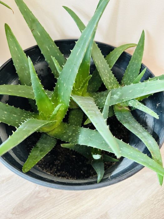 Алое Вера-Барбаденсис Милър и АРБОРЕСЦЕНС