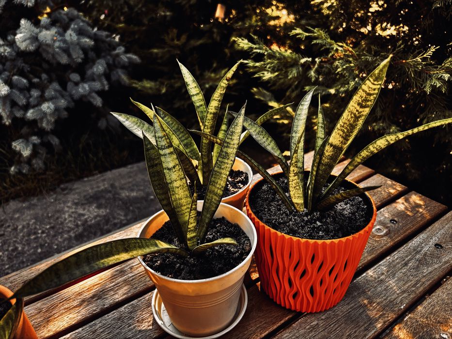 Sansevieria Panthera (Limba socrei) în ghiveci cu farfurioară