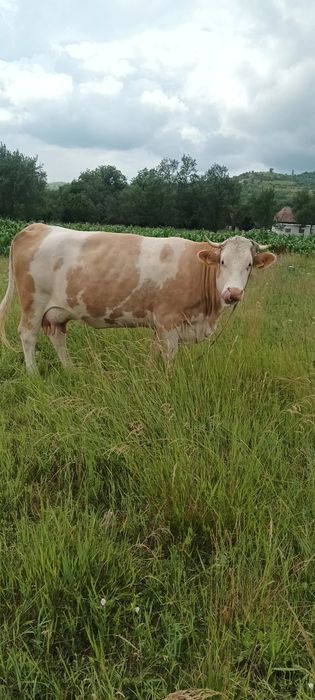 Vind vaca de 6 ani