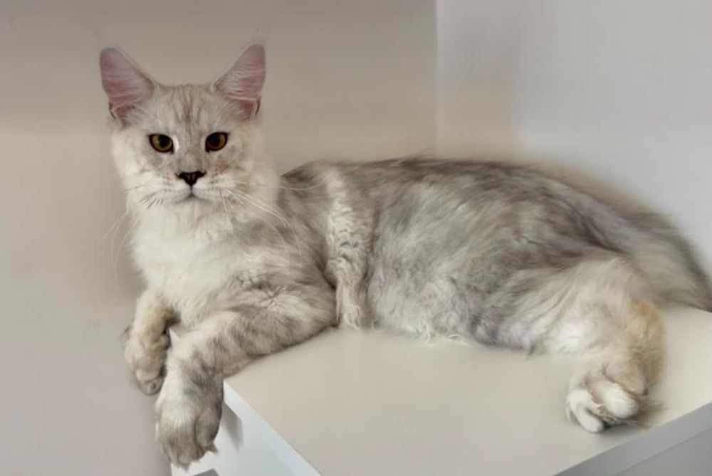 Мейн кун котенца