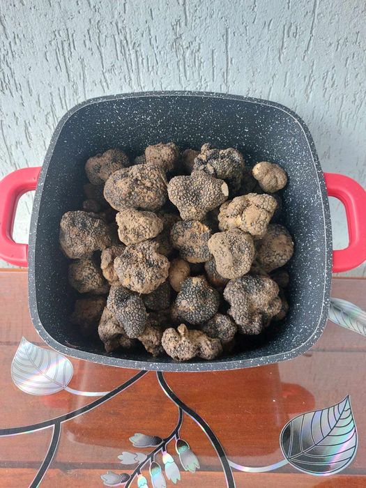 Trufe proaspete fresh sălbatice
