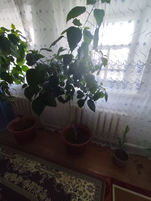 Уй гулдери сатылады