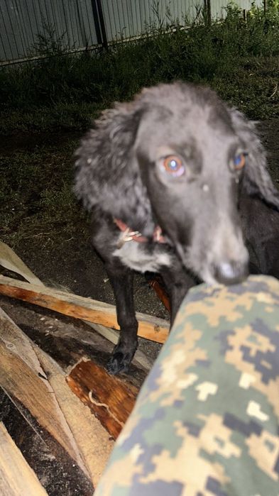 Арлан тазы күшік сатылпды