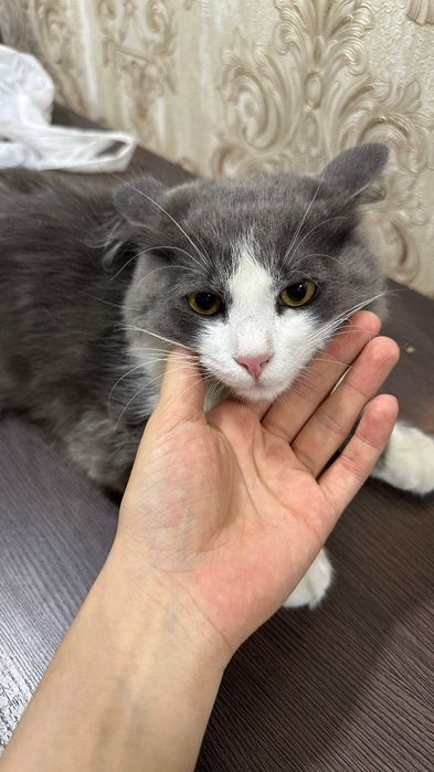 Отдам даром красивую кота хороший руки 1 год мальчик