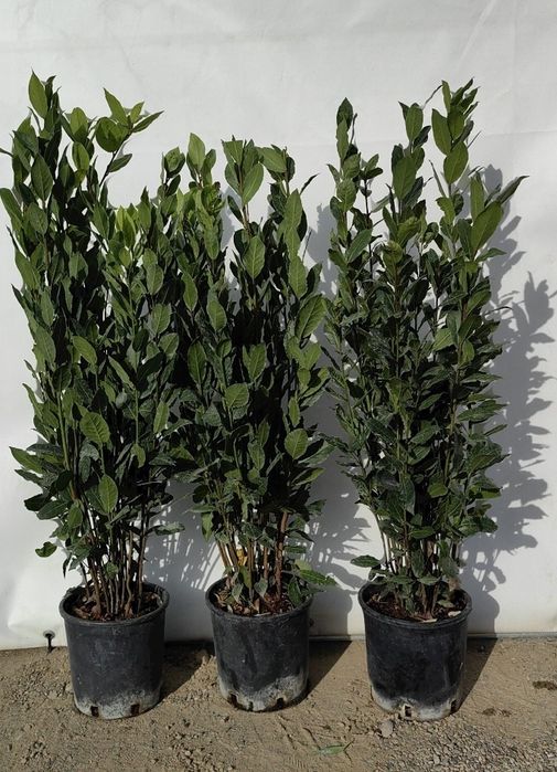Laurus Nobilis (DAFIN La Ghiveci )