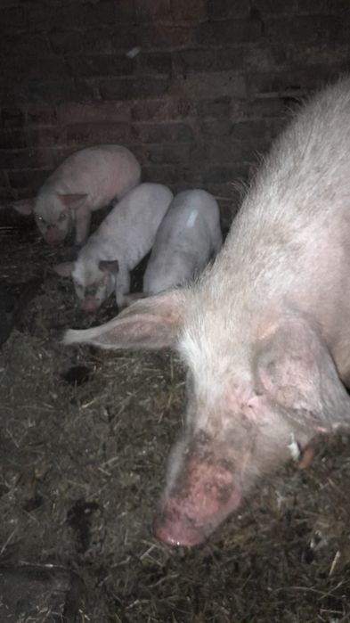 Продам поросят, месячных