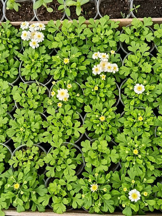 Петуния домашняя