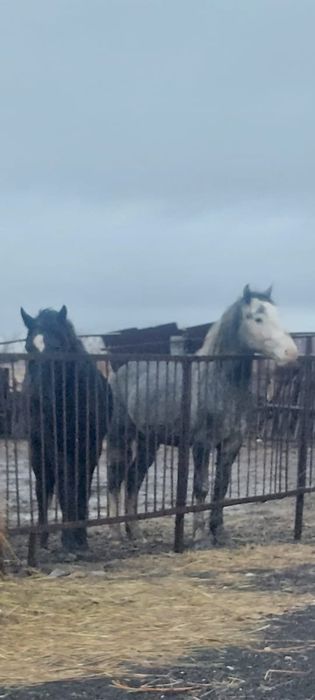 Продам жеребца 4года