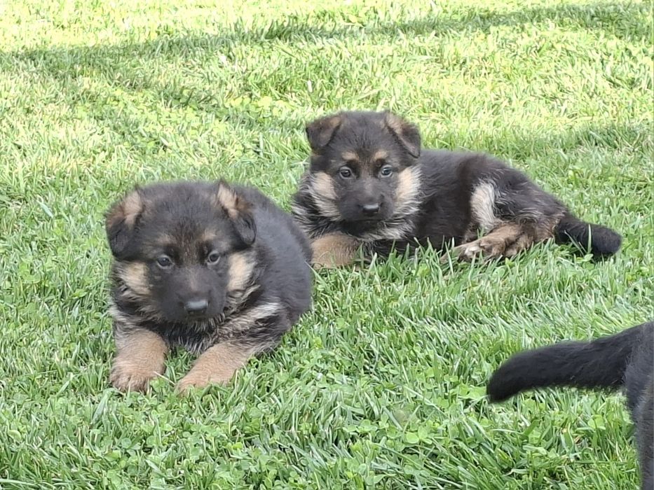 Малки немски овчарки