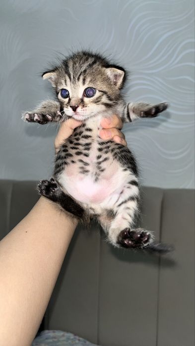котята котята котята