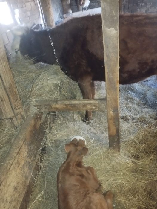 Продам корову с теленком.