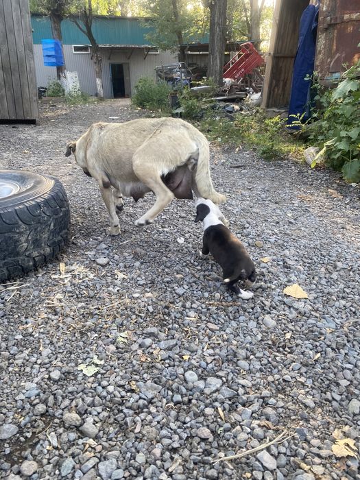 Пропала собака Стаффорд