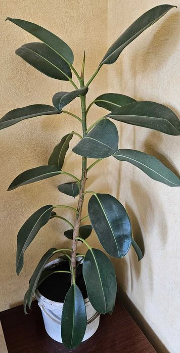 Комнатное растение Фикус