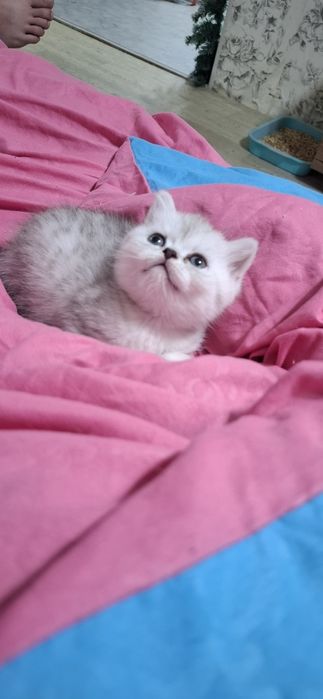 Продается скотиш страйт.