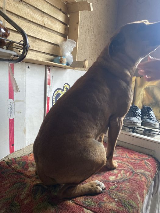 Кучук пидбул айол